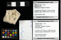 Foto (Objekt + Etiketten) von Cyclothyreus sp. 